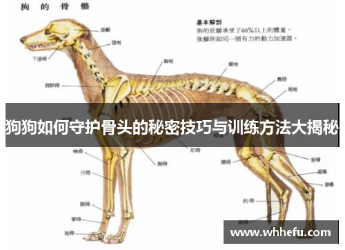 狗狗如何守护骨头的秘密技巧与训练方法大揭秘